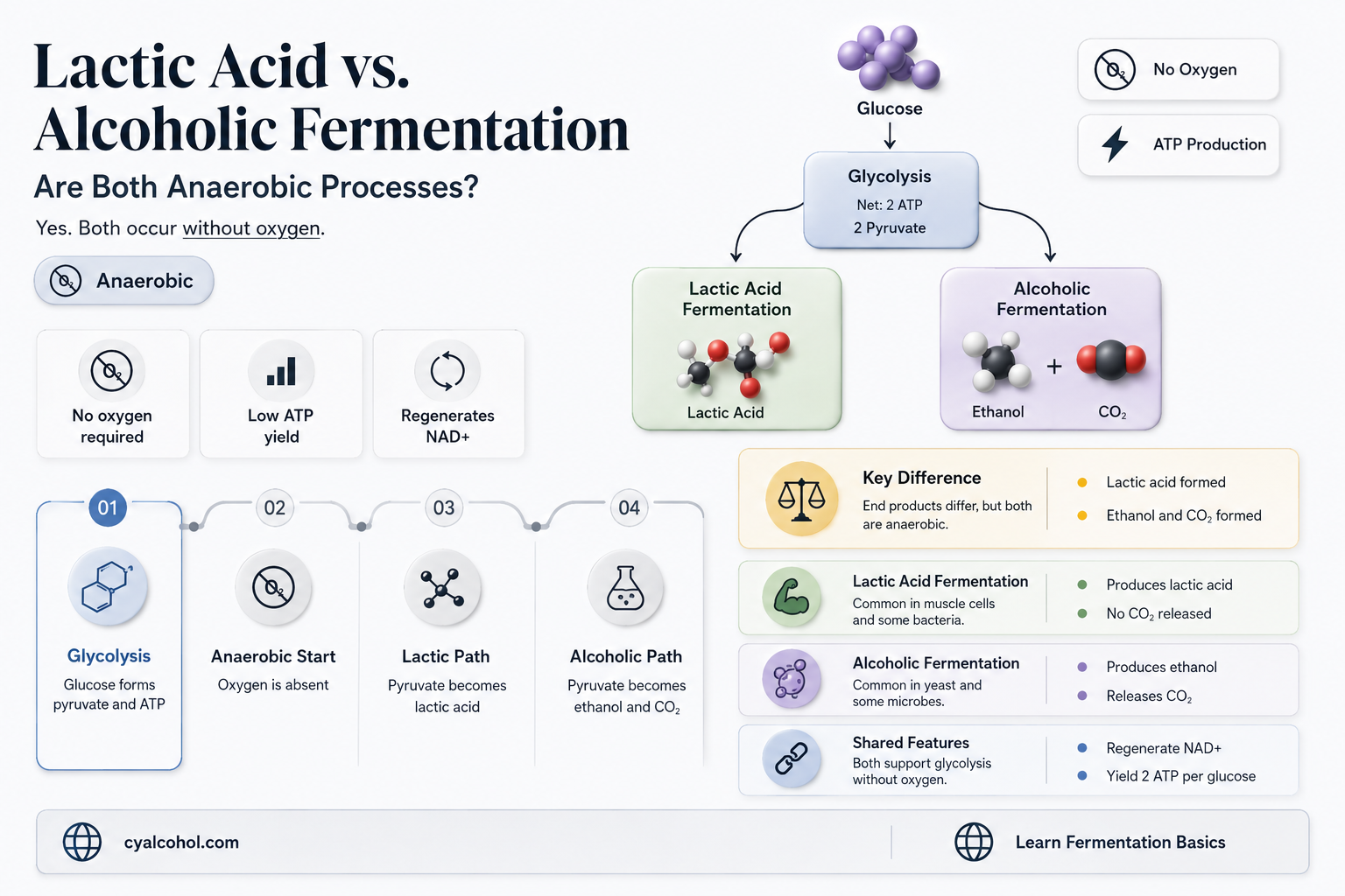 are lactic acid fermentation and alcoholic fermentation anaerobic