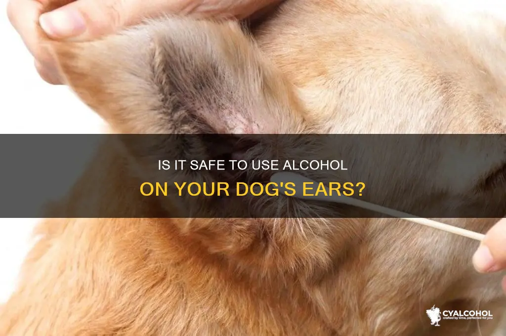 should i put alcohol dogs ears