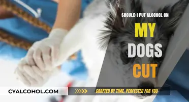 Is Alcohol Safe for Dog Wounds? Expert Advice and Alternatives