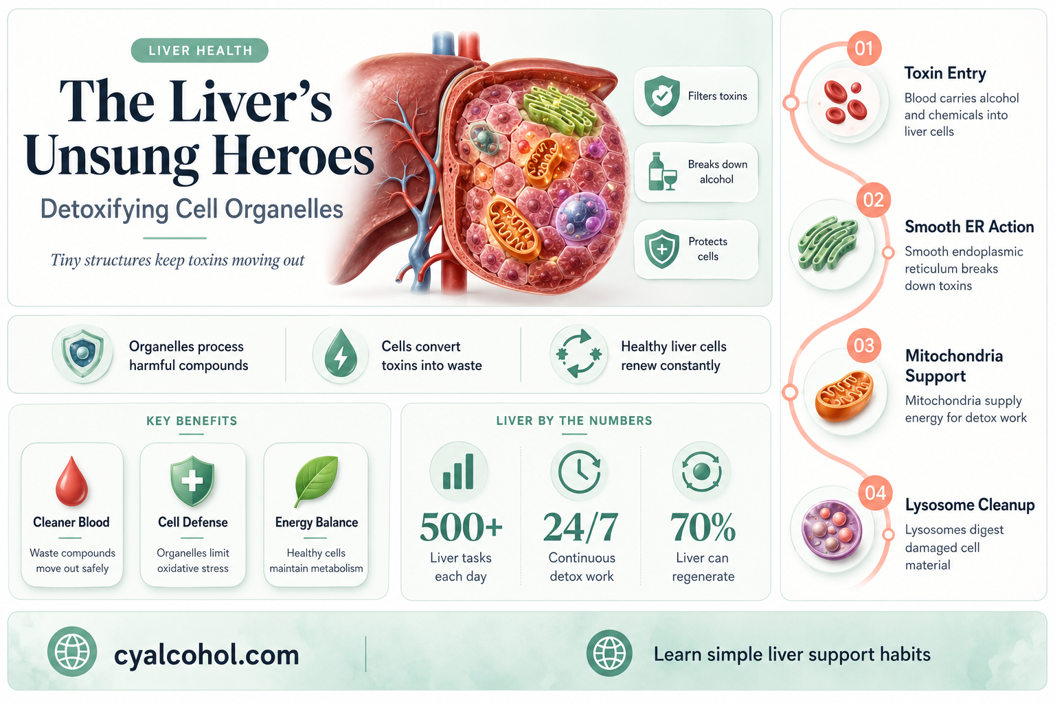 are cellular organelles that detoxify alcohol and other harmful chemicals