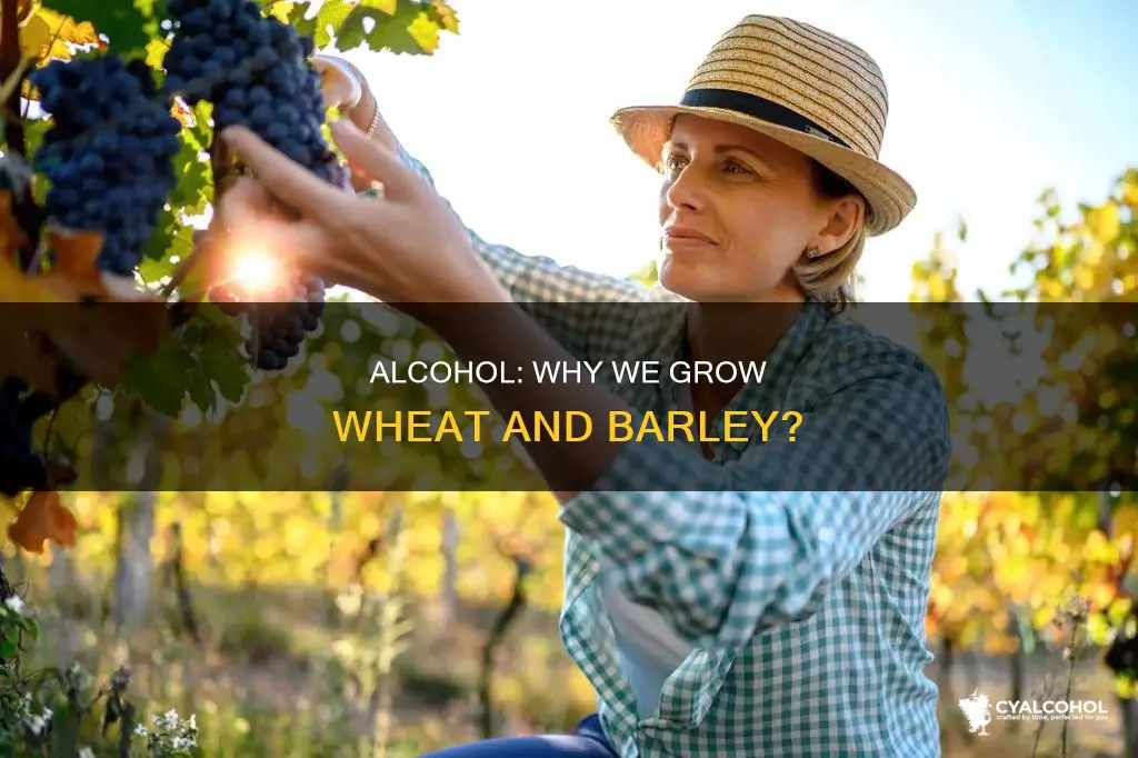 was alcohol the reason humanity started growing wheat and barley