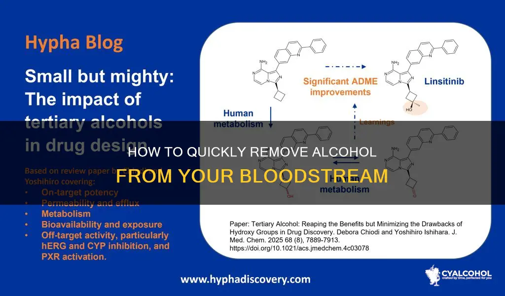 what activity removes the most alcohol from the bloodstream
