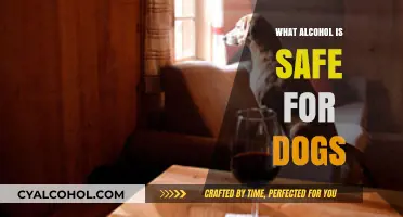 Can Dogs Drink Alcohol? Safe Options and Risks Explained