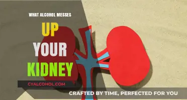 How Alcohol Damages Kidneys: Risks, Effects, and Prevention Tips