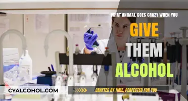 Crazy Drunk Animals: Alcohol's Wild Impact
