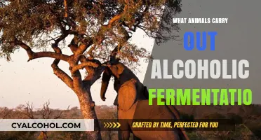 Animals and Alcoholic Fermentation: Surprising Creatures That Produce Ethanol