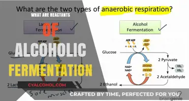 Understanding the Key Reactants in Alcoholic Fermentation Process