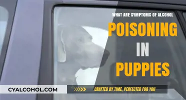 Recognizing Alcohol Poisoning Symptoms in Puppies: A Critical Guide