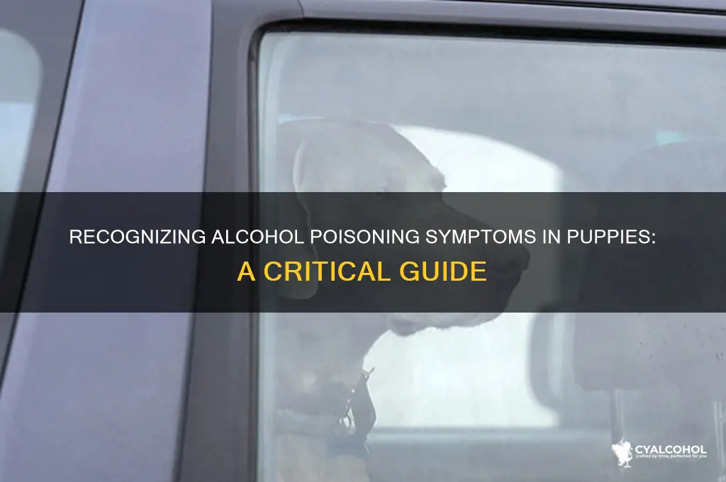 what are symptoms of alcohol poisoning in puppies