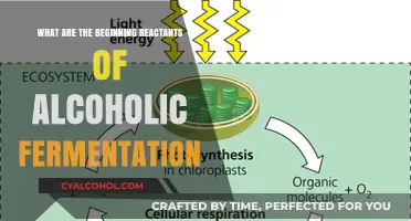 Unveiling the Key Reactants in Alcoholic Fermentation: A Beginner's Guide