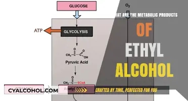 Metabolic Breakdown of Ethyl Alcohol: Key Products and Pathways Explained