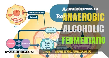 Anaerobic Alcoholic Fermentation Products: Unveiling the Key Byproducts and Their Uses