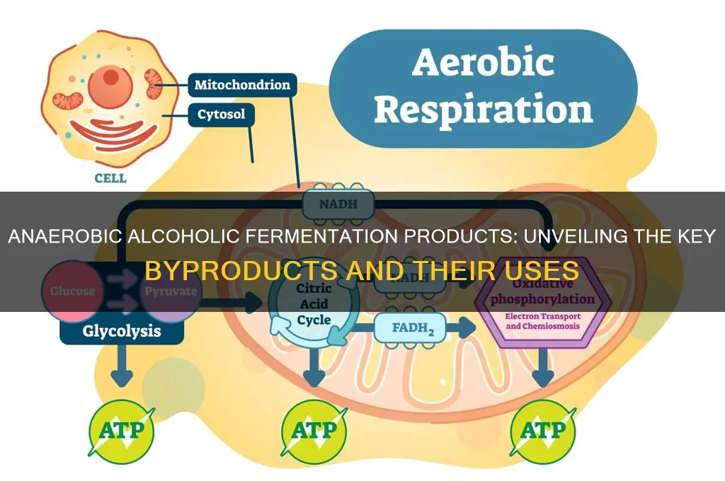 what are the products of anaerobic alcoholic fermentation