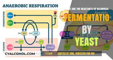 Yeast's Alcoholic Fermentation: Reactants and Their Roles