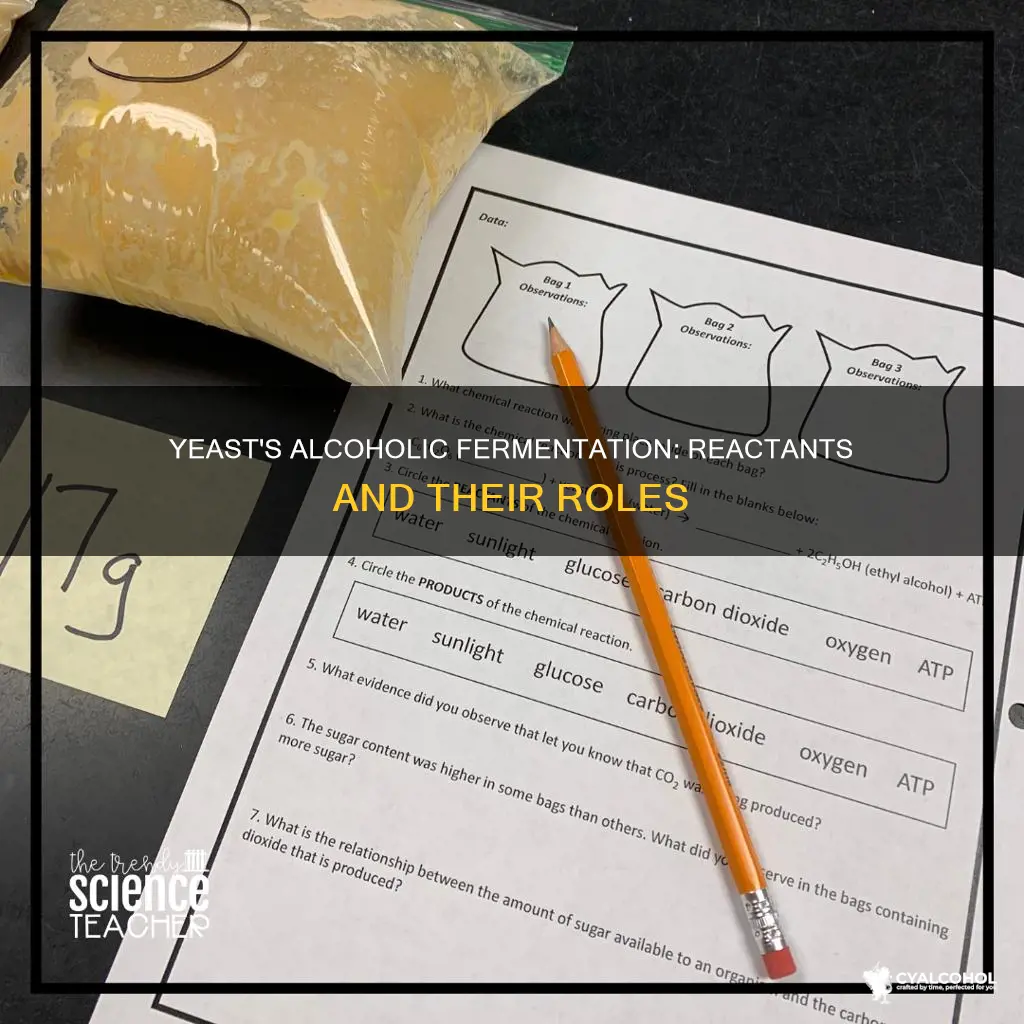 what are the reactants of alcoholic fermentation by yeast