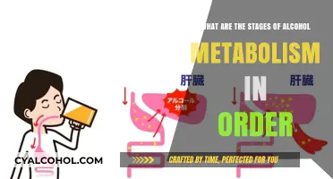 Alcohol Metabolism: Stages of Breakdown