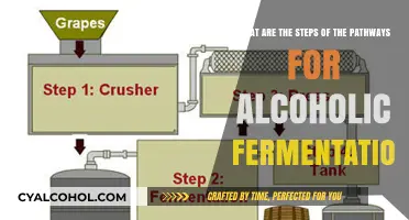 Steps to Alcoholic Fermentation: A Simple Guide