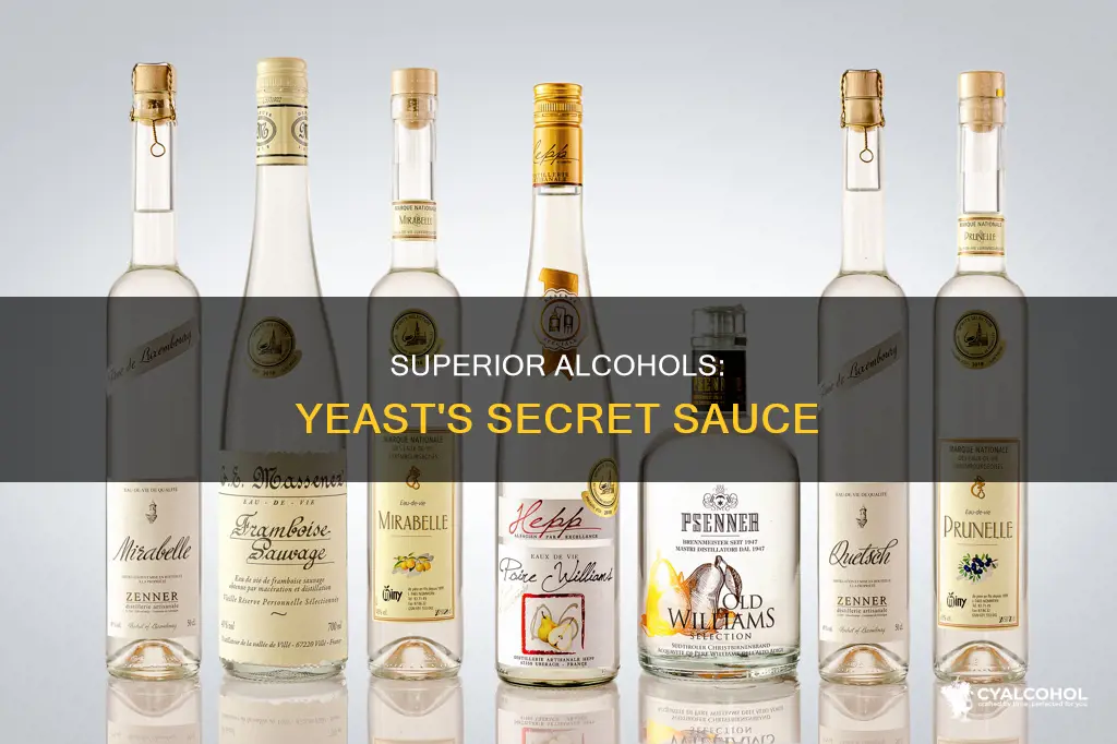 what are total superior alcohols in a yeast fermentis