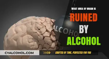 How Alcohol Damages the Brain: Key Areas Affected by Excessive Drinking