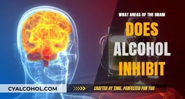 How Alcohol Suppresses Key Brain Regions: A Comprehensive Neurological Breakdown