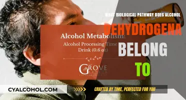 Alcohol Dehydrogenase: Unveiling Its Role in Metabolic Pathways