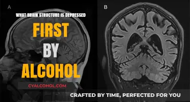 How Alcohol Initially Impacts the Brain's Cerebellum and Emotional Centers