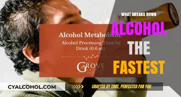 Speeding Up Sobriety: What Breaks Down Alcohol the Fastest?