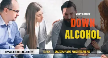 Understanding How Your Body Metabolizes and Breaks Down Alcohol