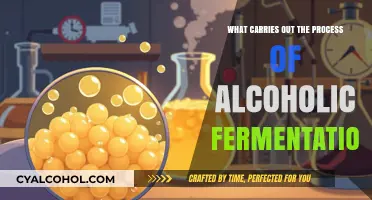 Yeast's Role in Alcoholic Fermentation: Unveiling the Microbial Process