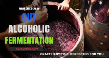 Cells Behind Alcoholic Fermentation: Unveiling the Microbial Process
