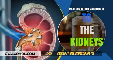 Alcohol's Harmful Impact: Understanding Kidney Damage and Risks
