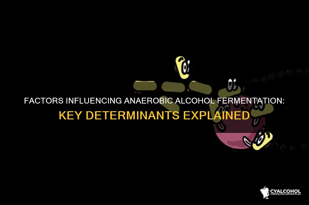 what determines if anerobic proceeds through alcohol fermentation