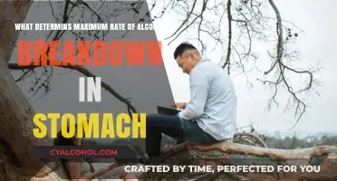 Alcohol Breakdown: What Factors Influence Stomach Metabolism?