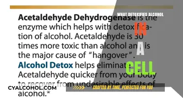 How Cells Detoxify Alcohol: The Role of Enzymes and Pathways