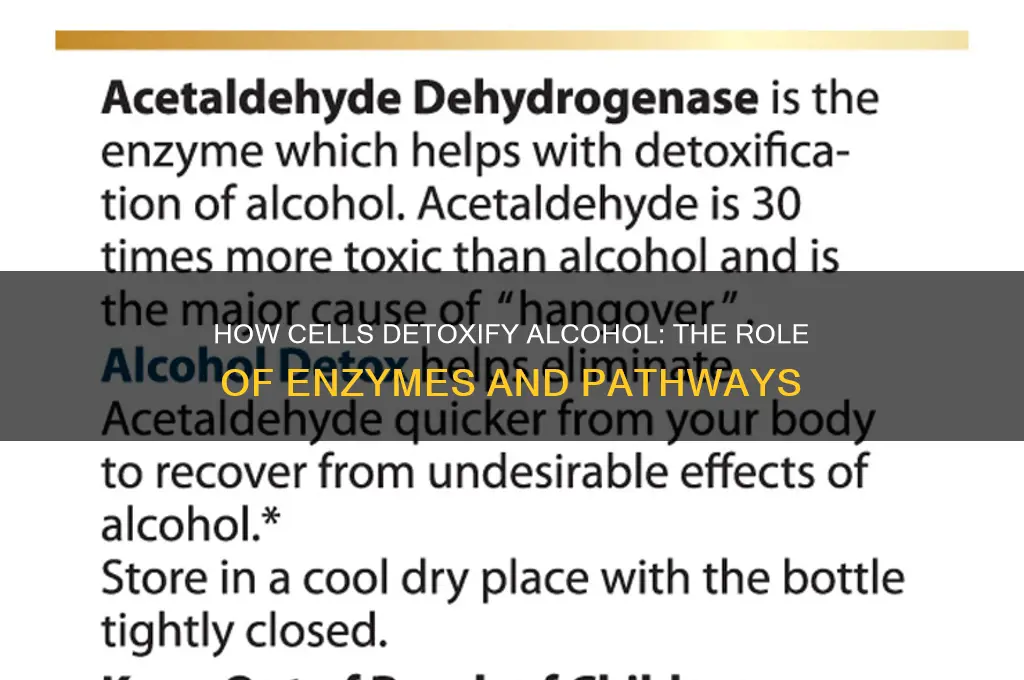 what detoxifies alcohol in a cell