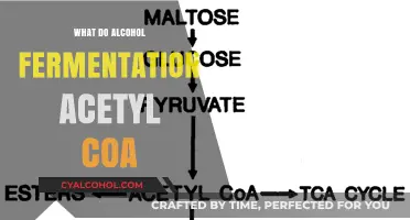 Alcohol Fermentation's Role: How Acetyl-CoA Fuels the Process