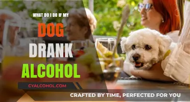 How to Act if Your Dog Consumes Alcohol