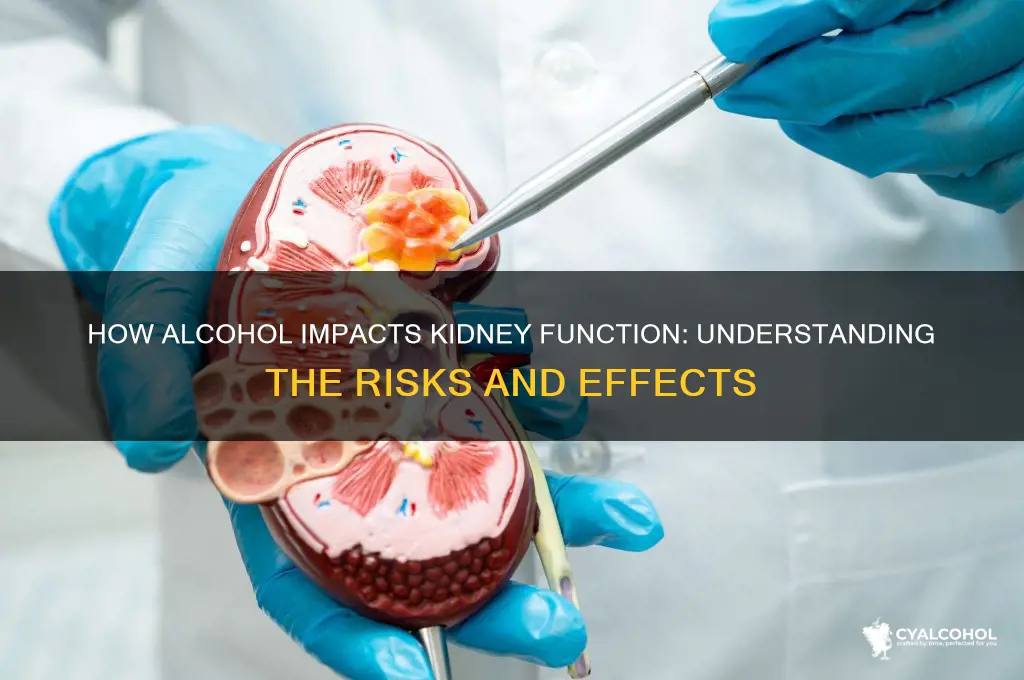 what do kidneys do alcohol