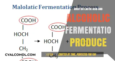 Lactic Acid vs. Alcoholic Fermentation: Products and Processes Explained