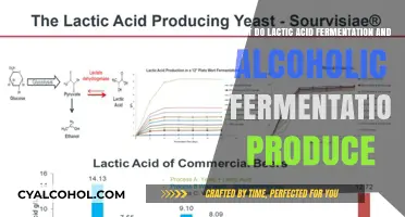 Fermentation Processes: Alcohol and Lactic Acid Production