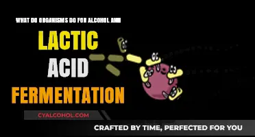 Fermentation: How Organisms Process Alcohol and Lactic Acid