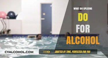 How the Spleen Processes and Detoxifies Alcohol in Your Body