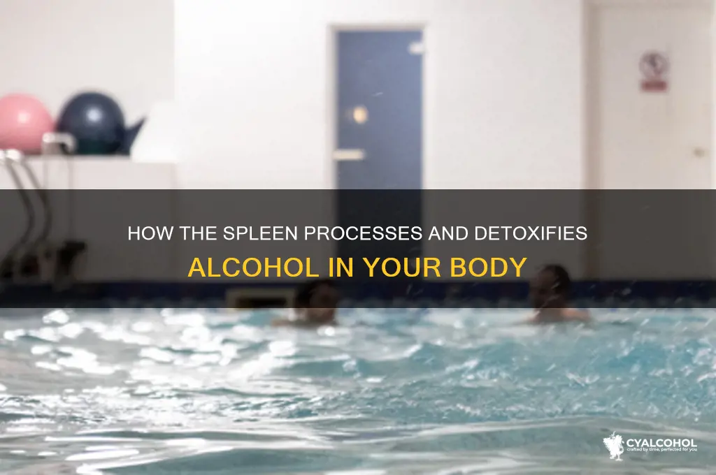 what do spleens do for alcohol