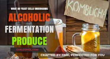 Yeast Cells and Alcoholic Fermentation: Unveiling the Key Products