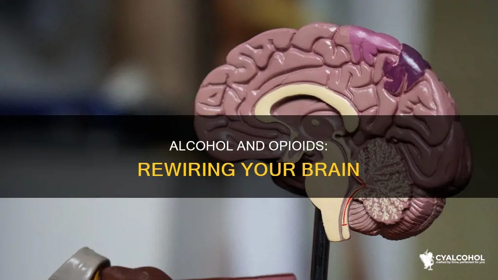 what does alcohol and opioids do to your brain