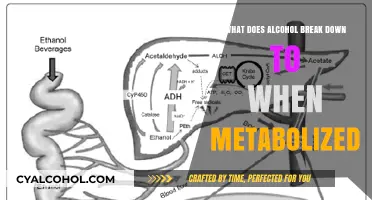 How Alcohol Metabolizes: Breaking Down to Acetaldehyde and Beyond