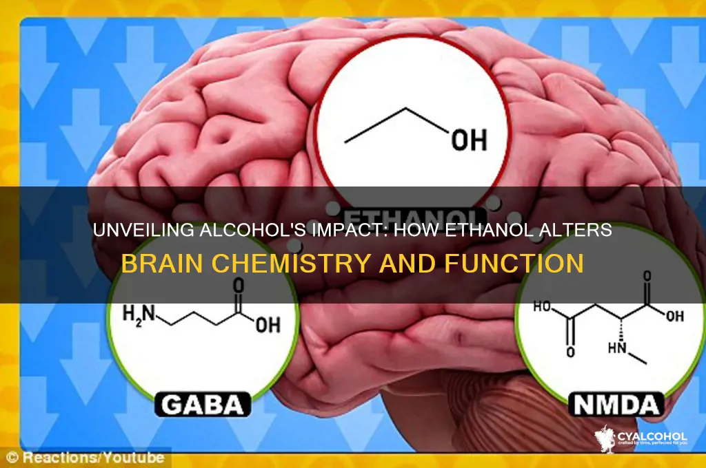 what does alcohol chemically do to the brain