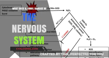 Alcohol's Impact: Unraveling Nervous System Damage and Long-Term Effects