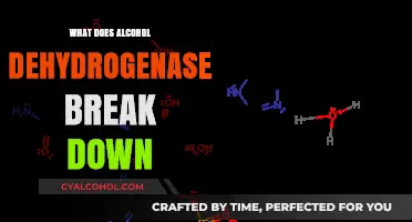 How Alcohol Dehydrogenase Breaks Down Ethanol in Your Body