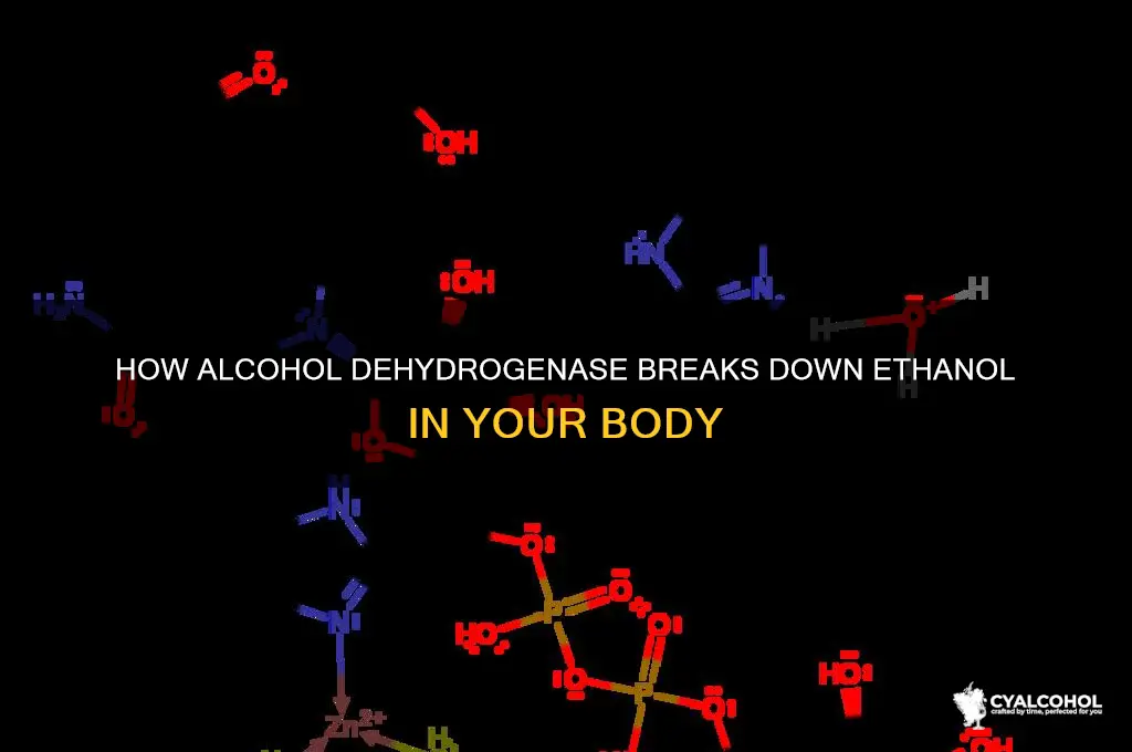 what does alcohol dehydrogenase break down